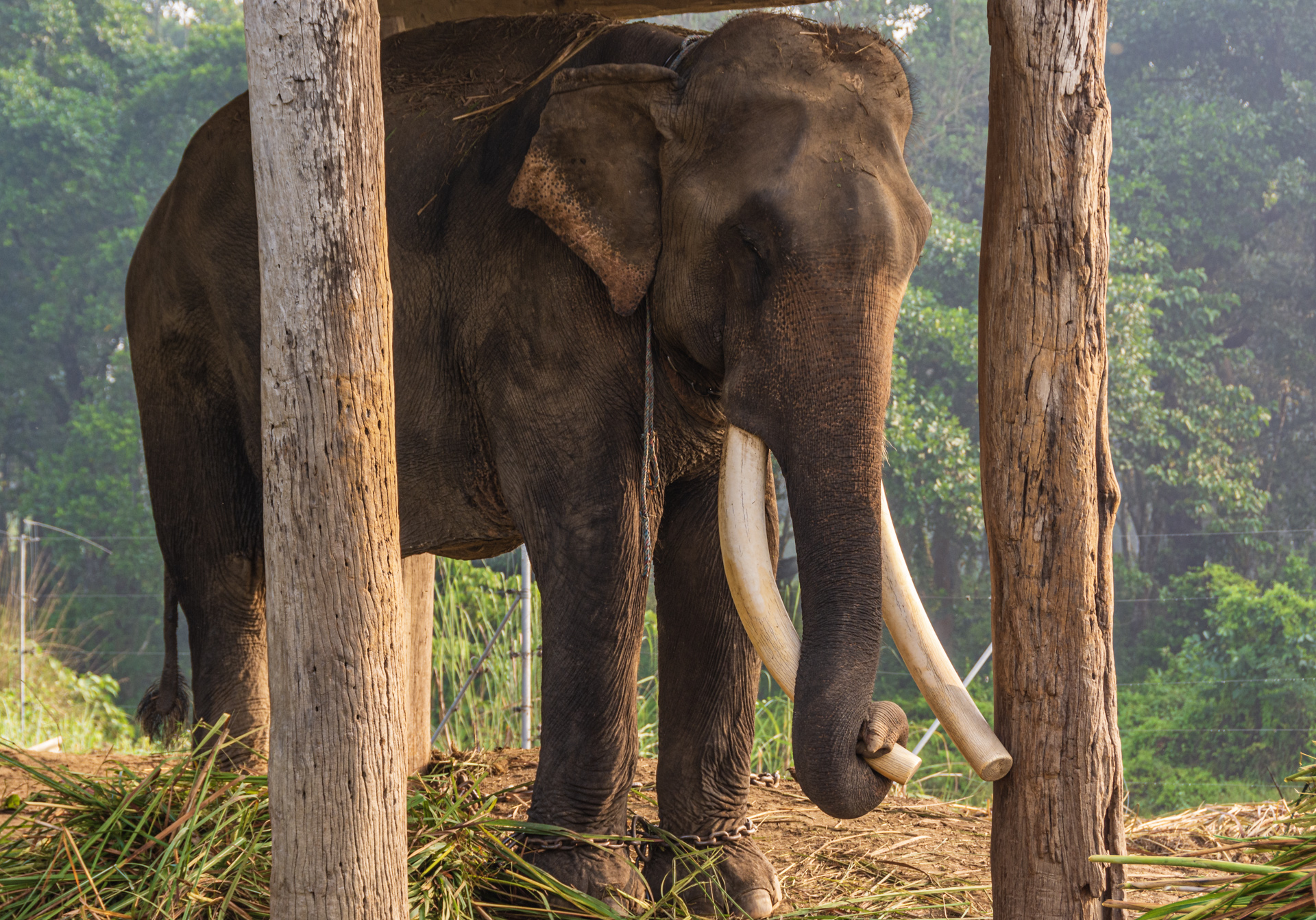 Chitwan Birdwatching Tour